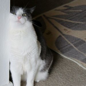 If you are severely allergic to cat dander...